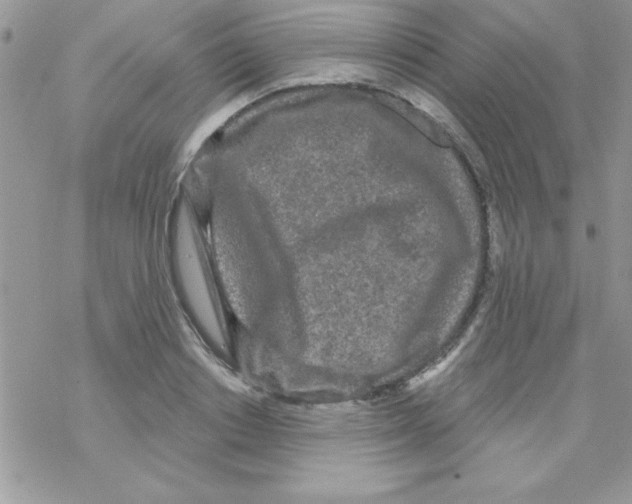 X0000069400842200606091739