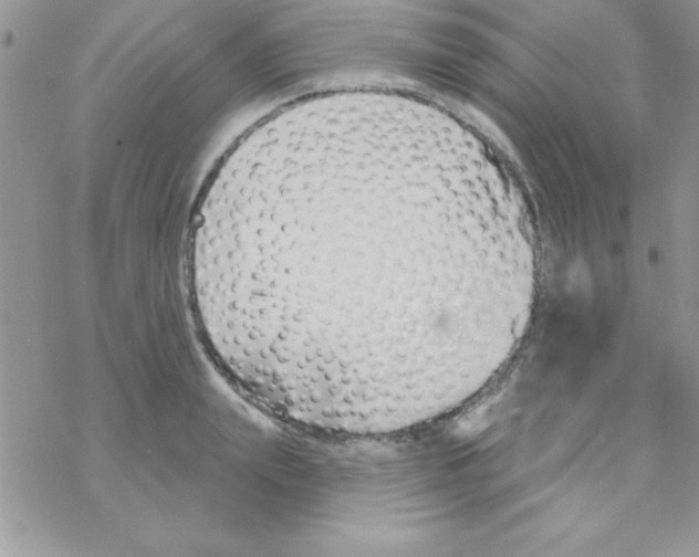 X0000069400847200606091740