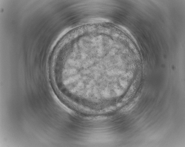 X0000069400851200606091740