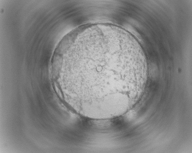 X0000069400856200606091740