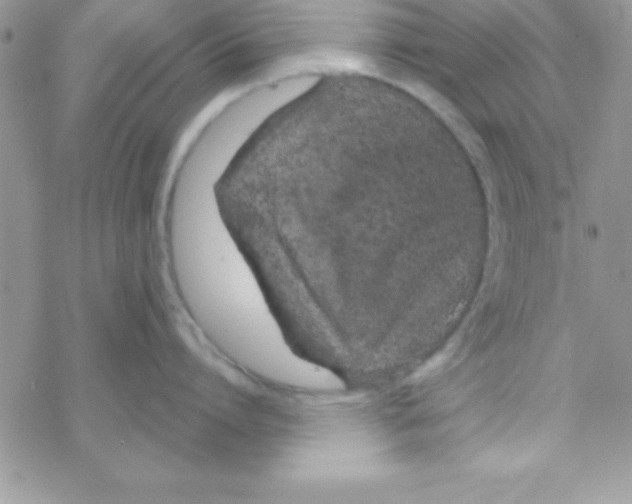 X0000069400864200606091740