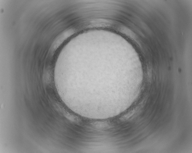 X0000069400874200606091739