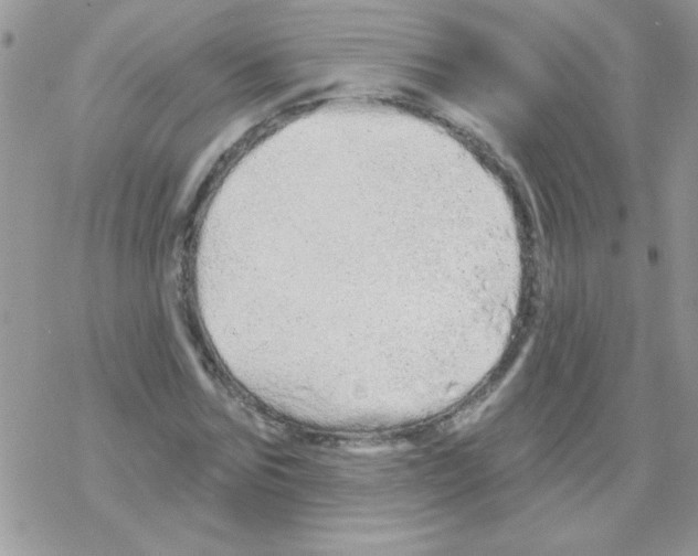 X0000069400875200606091739