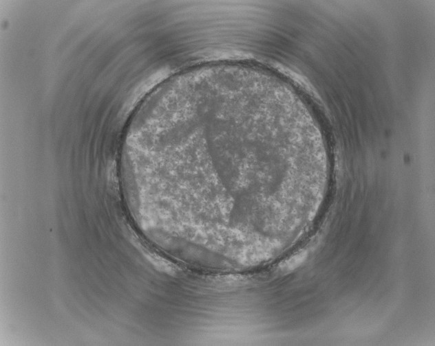 X0000069400881200606091739