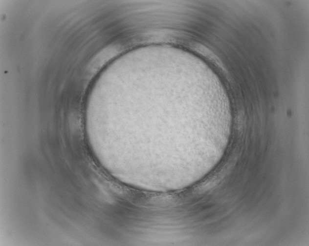 X0000069400882200606091739