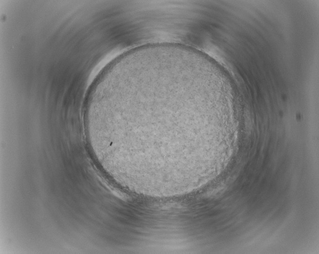 X0000069400886200606091739