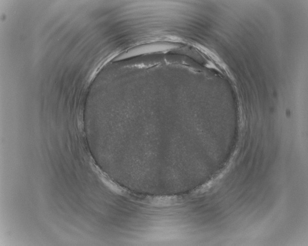 X0000069400889200606091739