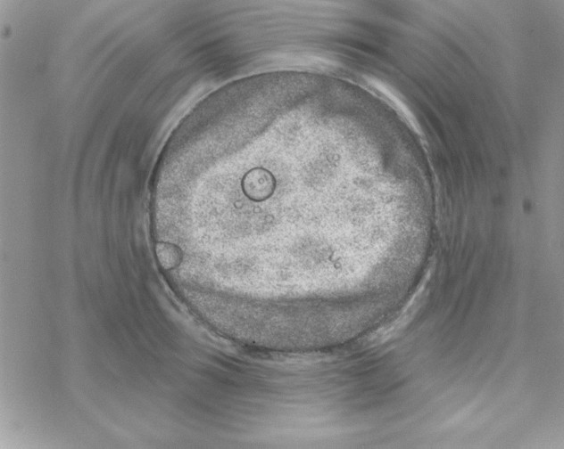 X0000069400899200606091738