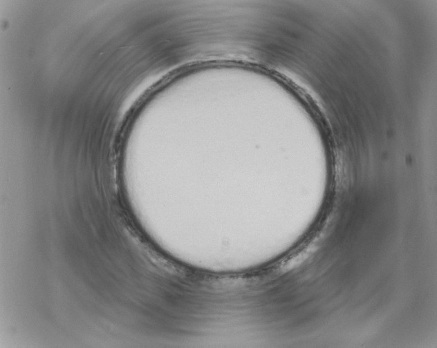 X0000069400925200606091738