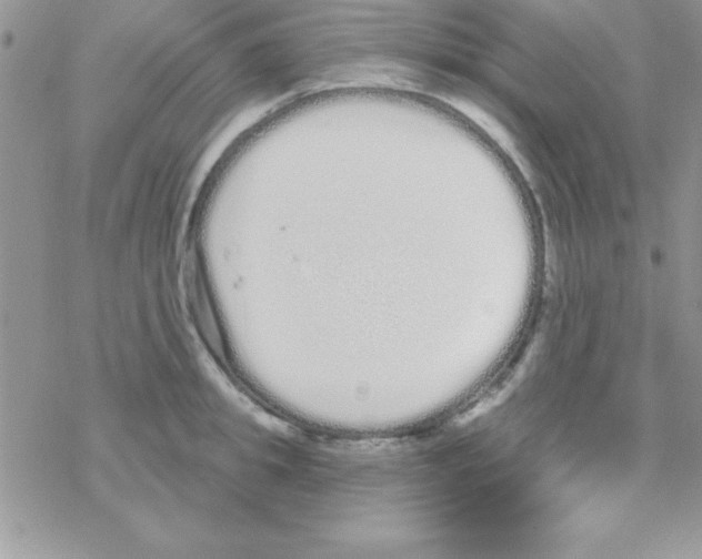 X0000069400949200606091738