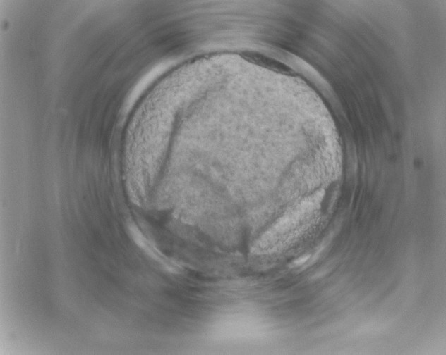 X0000069400958200606091738