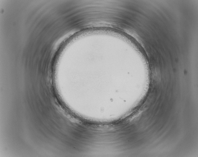 X0000069400979200606091737