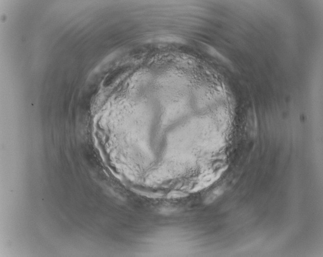 X0000069401014200606091736