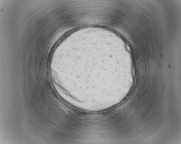 X0000069401023200606091736