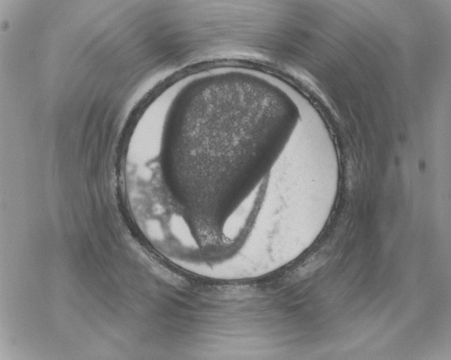 X0000069401024200606091736