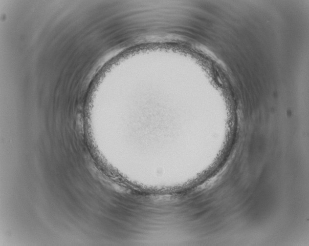 X0000069401025200606091736