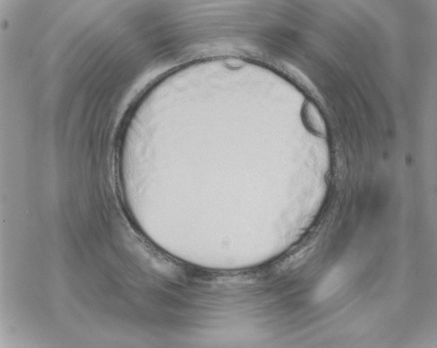 X0000069401035200606091736