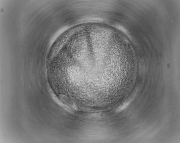 X0000069401038200606091736