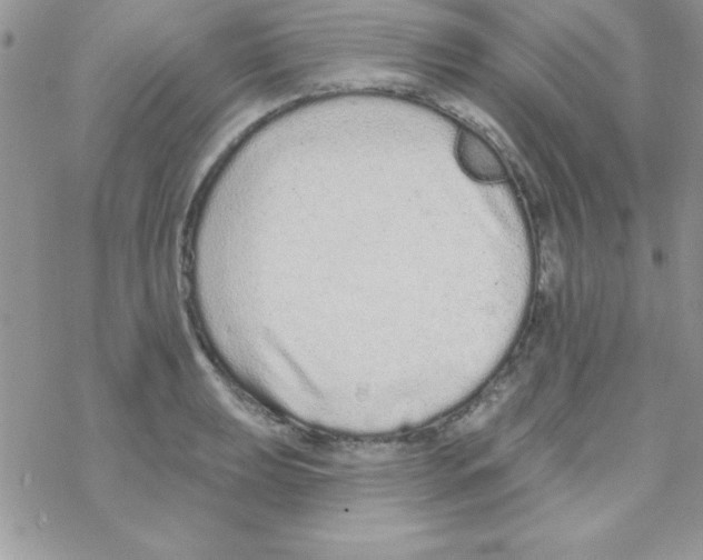 X0000069401039200606091736