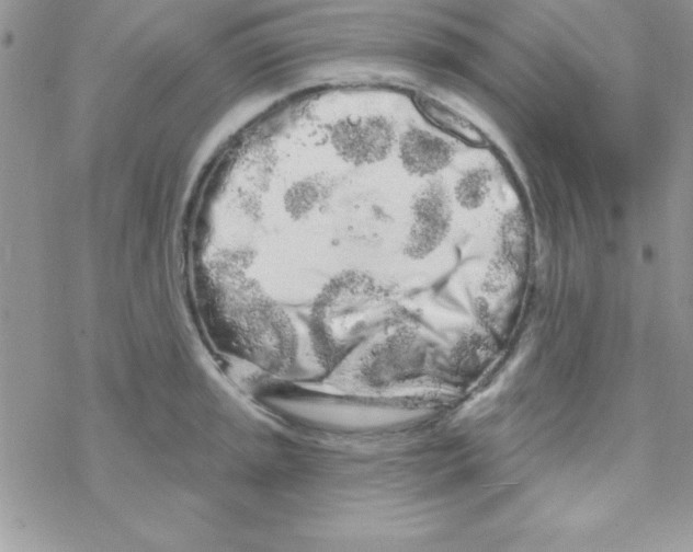 X0000069401045200606091736