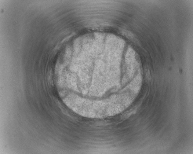 X0000069401060200606091736