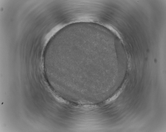 X0000069401077200606091736