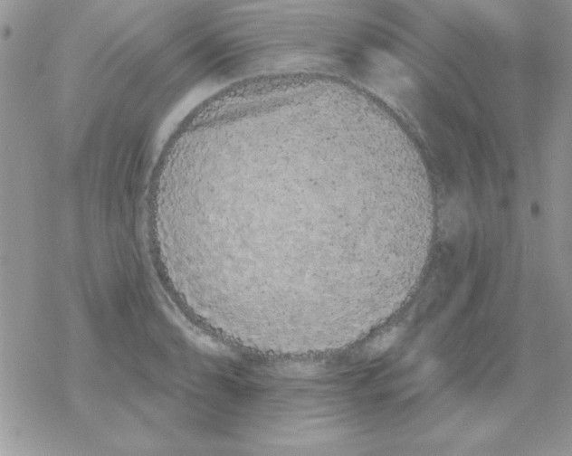 X0000069401086200606091735