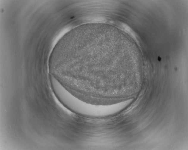 X0000069401095200606091735