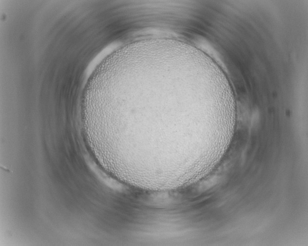 X0000069401098200606091735