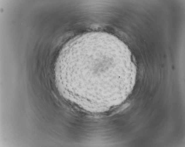 X0000069401105200606091734