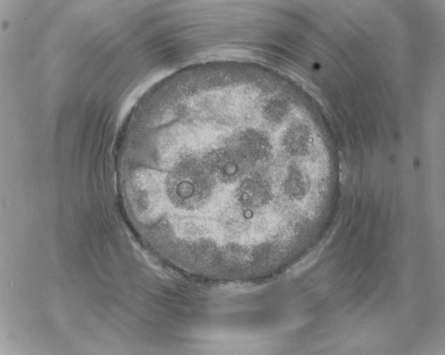 X0000069401117200606091735