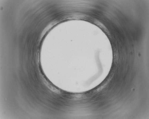 X0000069401130200606091735