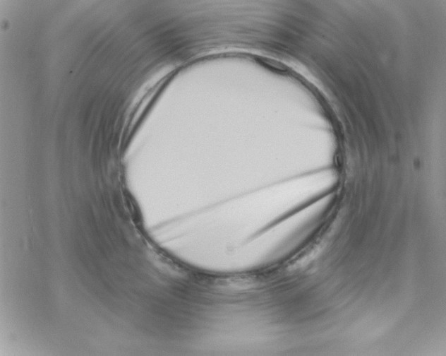 X0000069401145200606091735