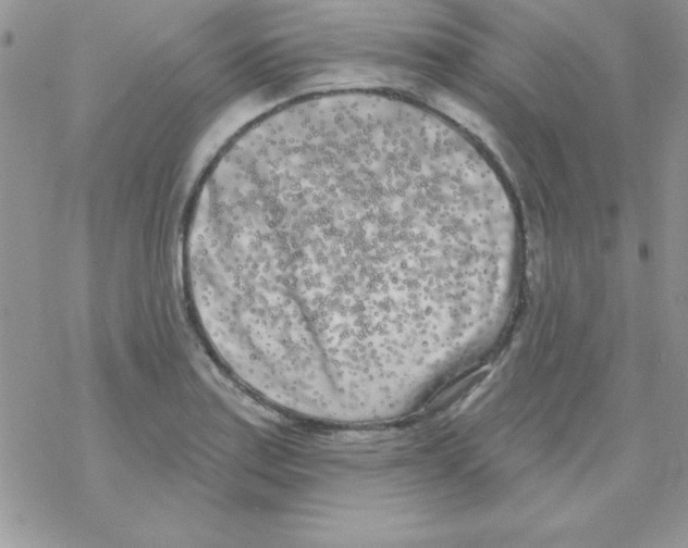 X0000069401179200606091734