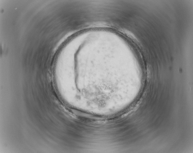 X0000069401212200606091733