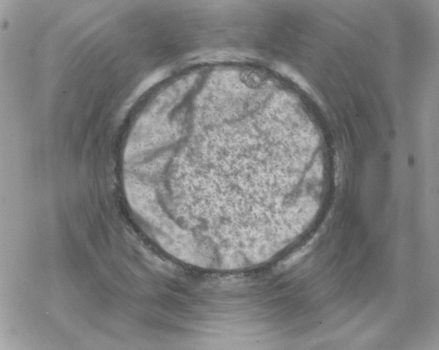 X0000069401213200606091733