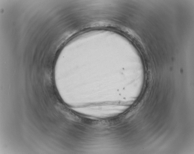 X0000069401217200606091733