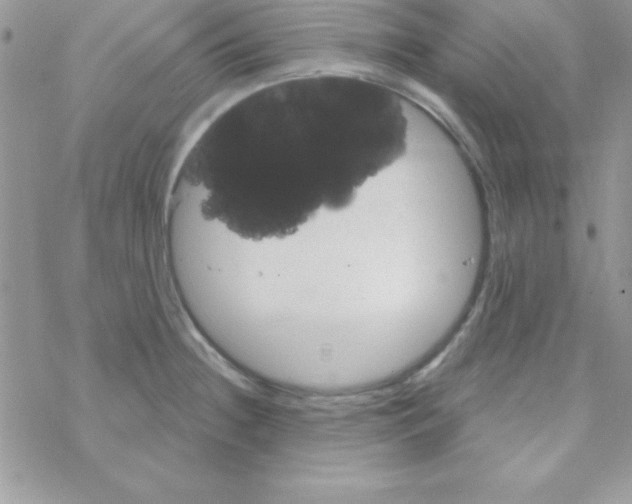 X0000069401236200606091733