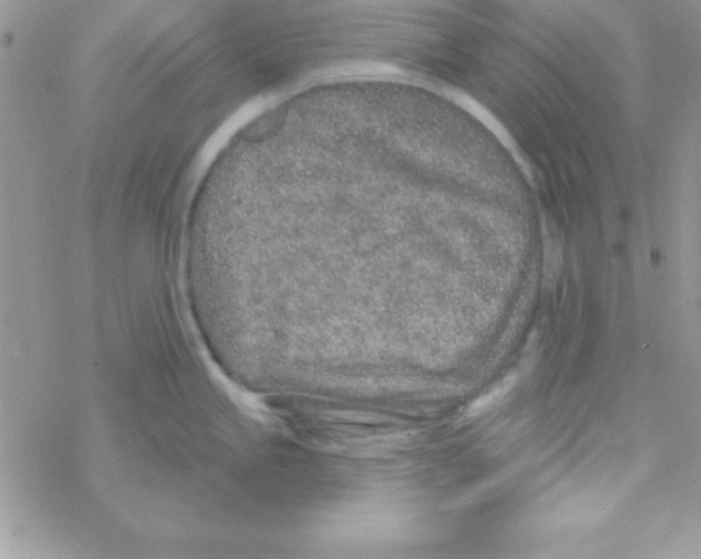 X0000069401245200606091734