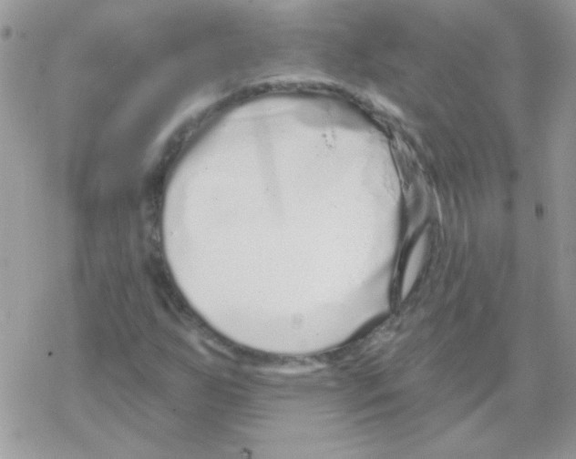 X0000069401255200606091733