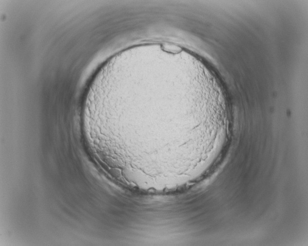 X0000069401506200606091728