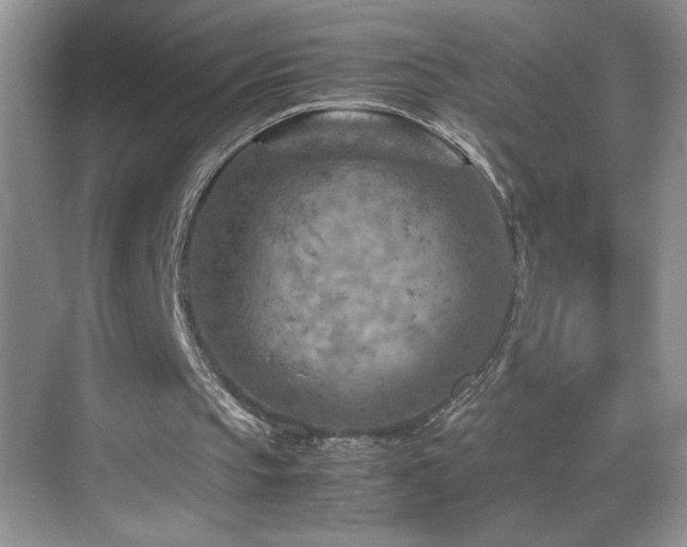 X0000069410145200605121250