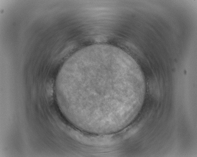 X0000069410032200605192315