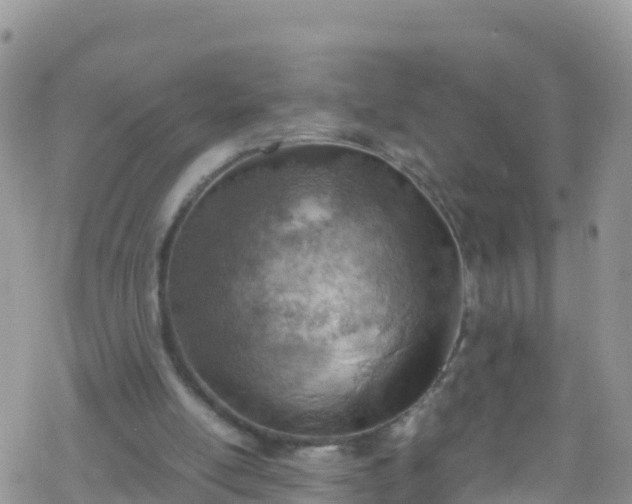 X0000069410054200605192314