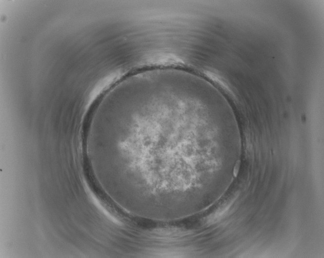 X0000069410630200605192305