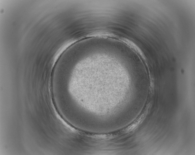 X0000069410855200605192302