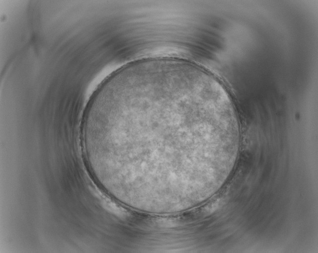 X0000069411086200605192258