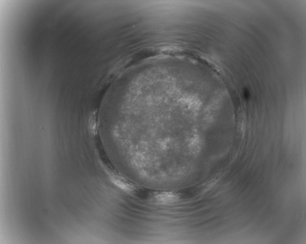 X0000069410383200605262215