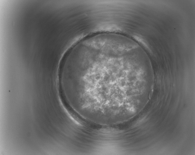 X0000069410630200605262210