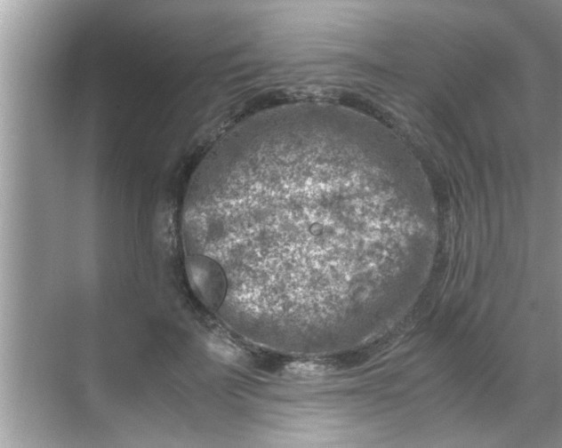 X0000069410699200605262209